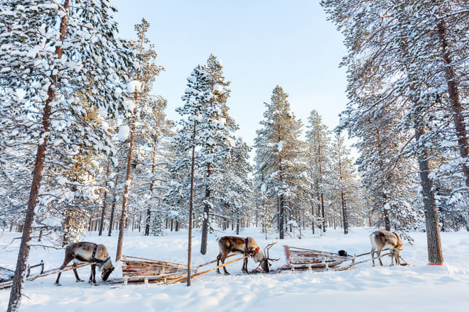 Snowmobile Safari and Reindeer Experience photo 4