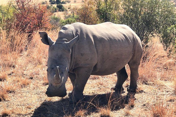 White Rhino up close