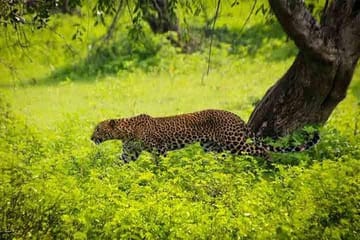 Private Day Trip to Sariska National Park (Tiger Safari) From Jaipur