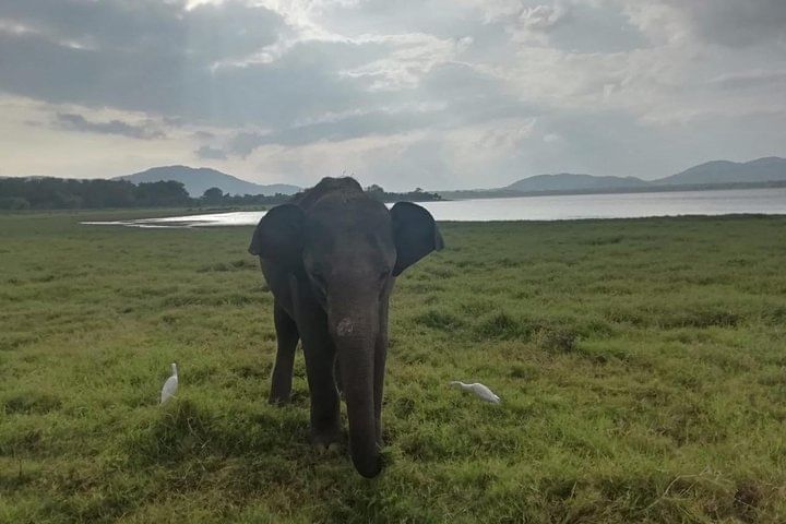 Private Jeep Safari at Kaudulla National Park