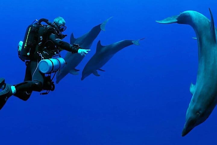 Scuba Diving Sea Trip with Lunch and Transfer from Hurghada