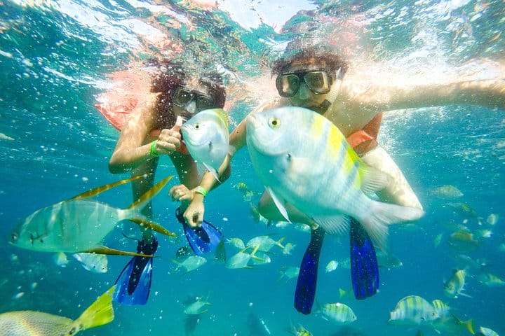 Snorkeling at Pelicans Rock 5