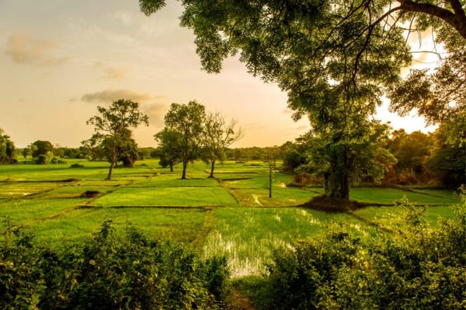 Discover of the Nature in Sri Lanka (07 nights & 08 days) photo 5