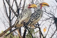 Pilanesberg birdlife
