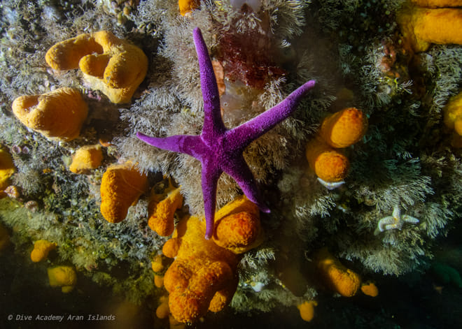 Discover Scuba Diving photo 5