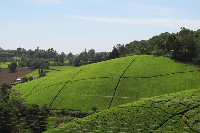 Kiambethu tea farm