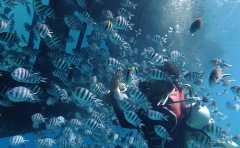 Premium Empire Semi-Submarine, Snorkeling Sea Trip – Hurghada