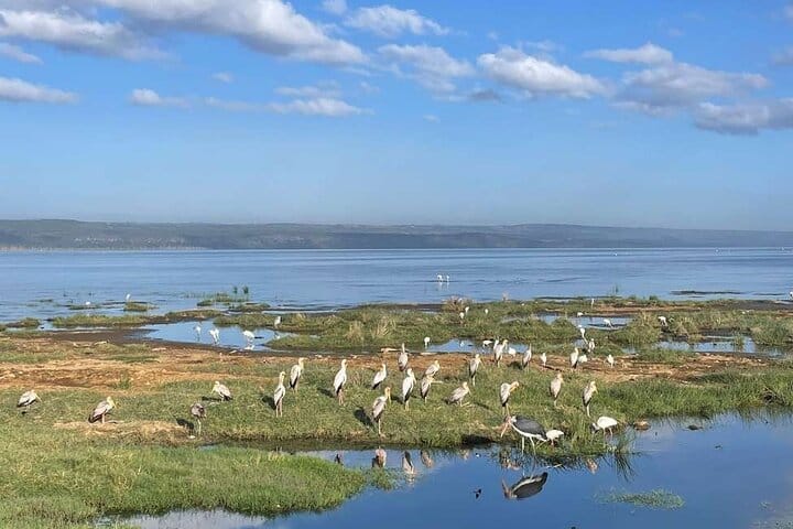 3 Days Masai Mara Midrange Group Safari