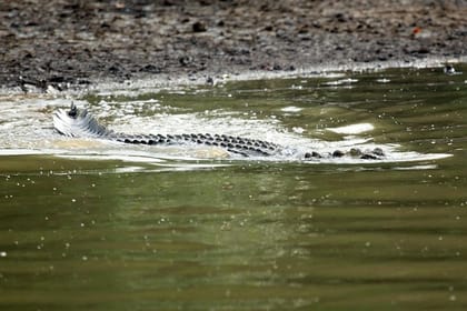 Mangrove Adventure: Exploring Bhitarakanika National Park