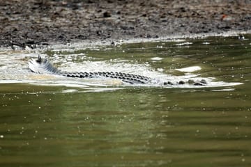 Mangrove Exploration Tour in Bhitarakanika National Park
