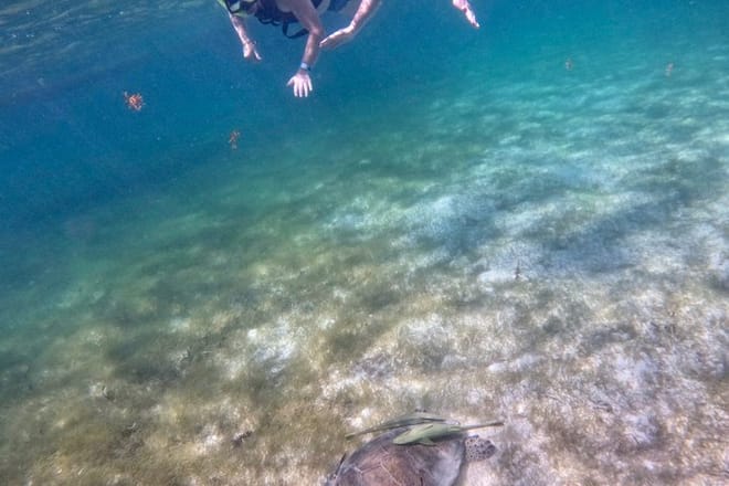 Santuario de tortugas Akumal Snorkel Experiencia marina
