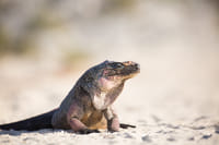 Exuma Explorers: Swimming Pigs & Highlights 5