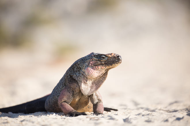 Exuma Explorers: Swimming Pigs & Highlights photo 5