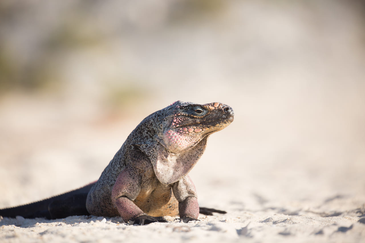 Exuma Explorers: Swimming Pigs & Highlights 5