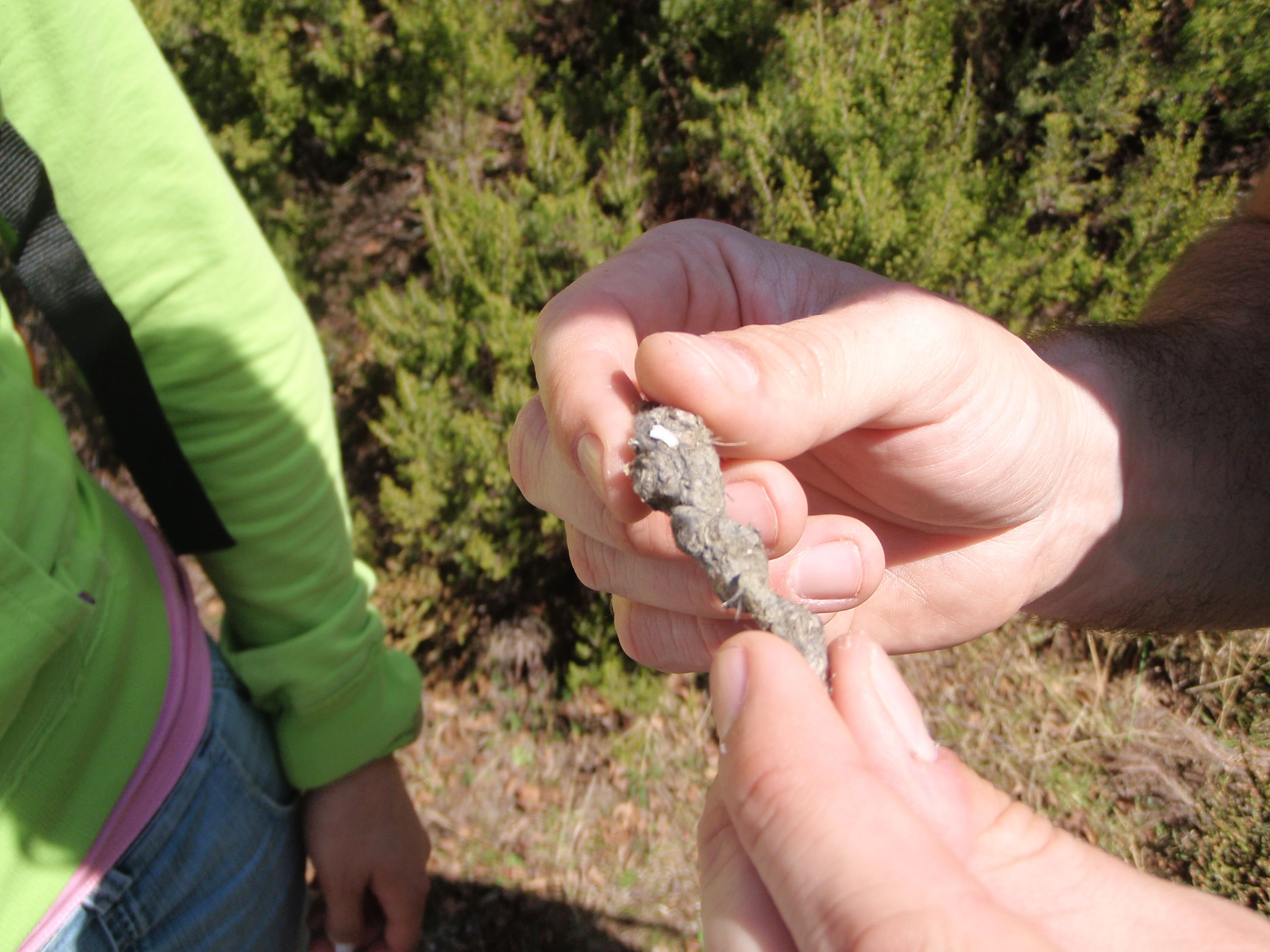 Un biólogo analiza los excrementos de lobos encontrados a lo largo del sendero