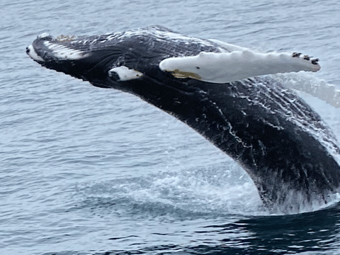 Close view of a humpback whale tail during a whale watching tour from Reykjavík harbour