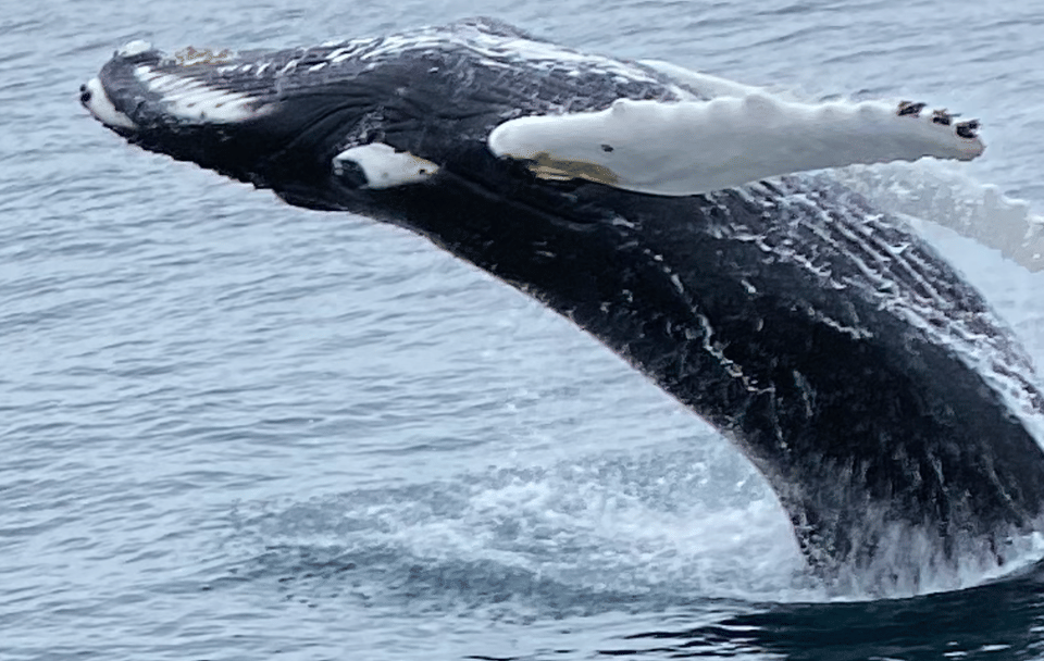 Whale Watching Tour and Whales of Iceland Exhibition in Reykjavik