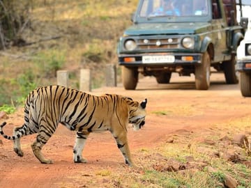 Tadoba National Park Safari Tour from Nagpur