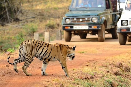 Safari in Tadoba National Park: Wilderness Roar from Nagpur