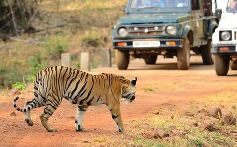Tadoba National Park Safari Tour from Nagpur