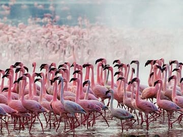 Safari 10 Days, 9 Nights – Lake Nakuru, Maasai Mara, Naivasha, Amboseli & Tsavo