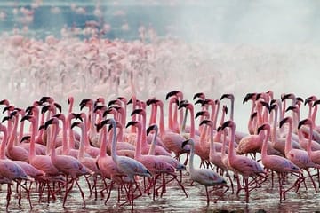 Safari 10 Days, 9 Nights – Lake Nakuru, Maasai Mara, Naivasha, Amboseli & Tsavo