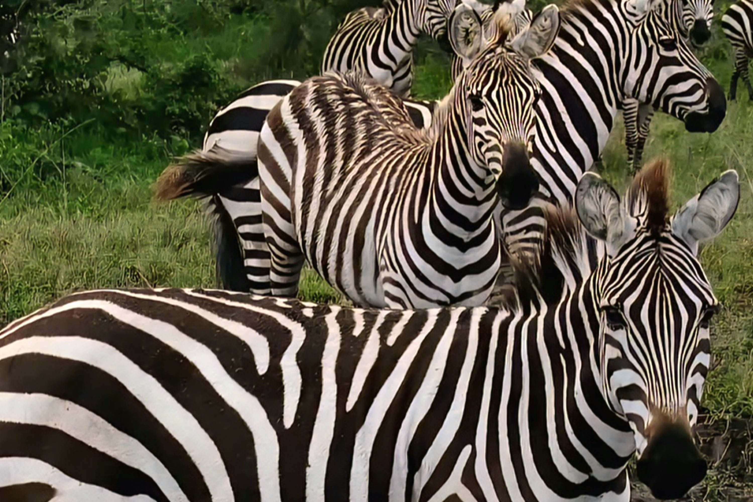 Close-up of a group of zebras with distinct black and white stripes in Ngorongoro, Tanzania.