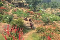 Chiang Mai Iconic Temples and City Tour 3
