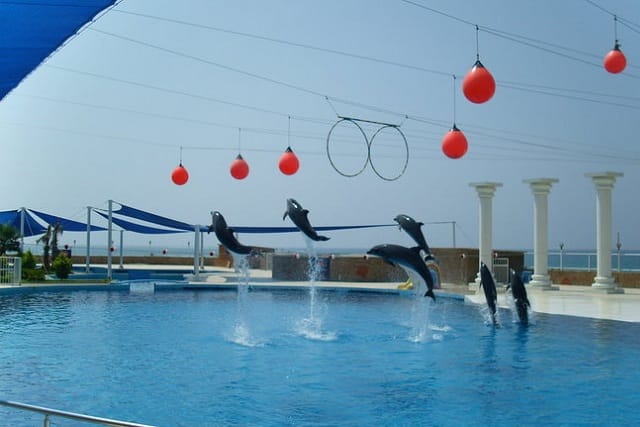Alanya: Dolphin Show photo 6