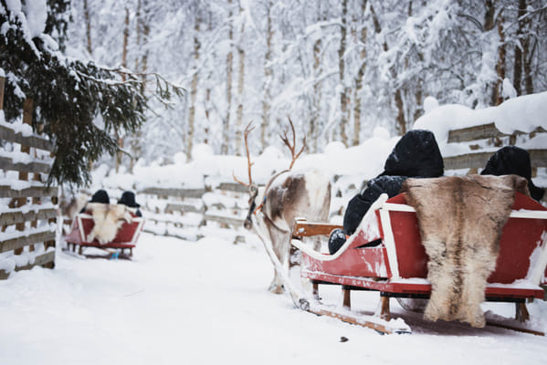 Husky and Reindeer Experience