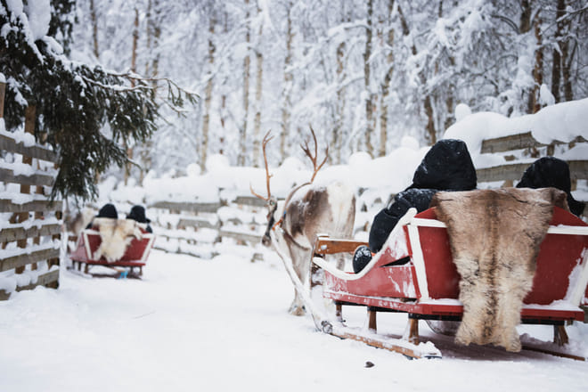 Husky and Reindeer Experience