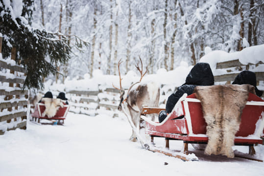 Husky and Reindeer Experience