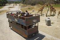 Africam Safari Tour from Puebla 6