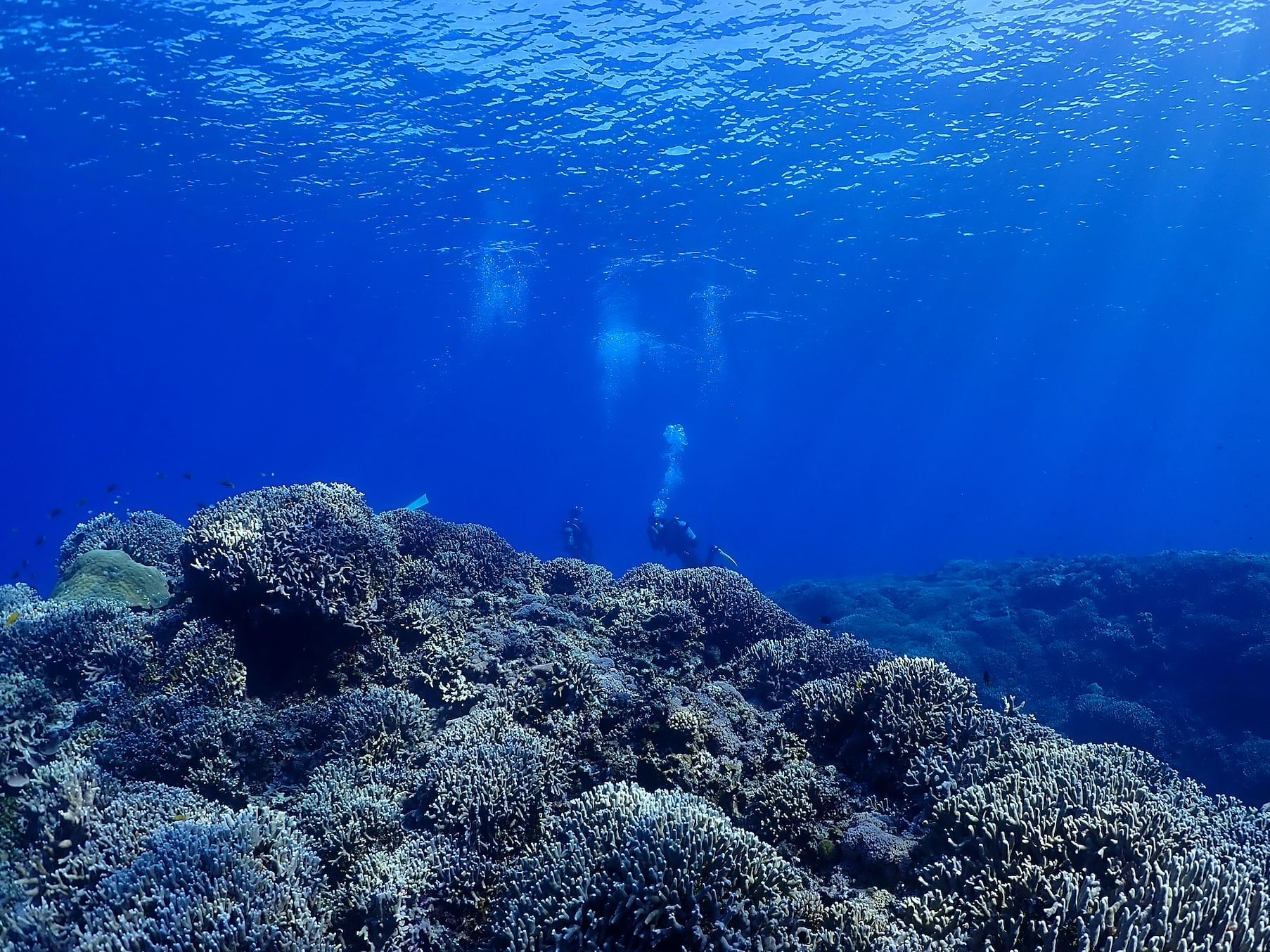 Boat Fundive 2Dives at Minna Isl or Sesoko , Okinawa