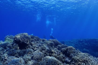 Okinawa Boat Fun Diving at Minna, Sesoko or Motobu