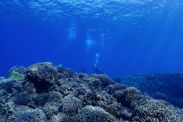 Okinawa Boat Diving Tour at Minna, Sesoko, or Motobu