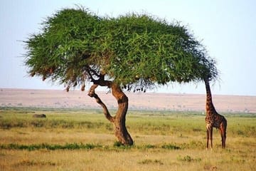 1 Day Tsavo East Safari Trip From Diani/Mombasa