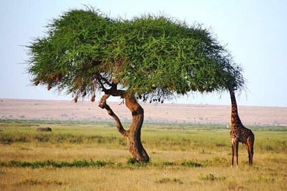 1 Day Tsavo East Safari Trip From Diani/Mombasa