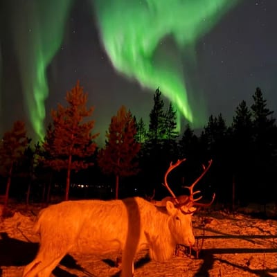 Iltaporosafari arktisen taivaan alla