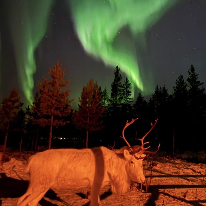Arctic Night Reindeer Ride in Rovaniemi