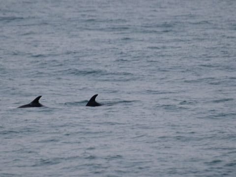 Reykjavík Whales & Snowmobile, photo 4