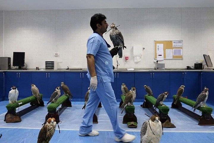 Abu Dhabi Falcon Hospital Tour