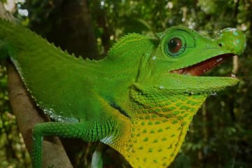 Sinharaja Rain Forest Tour from Galle with Transport