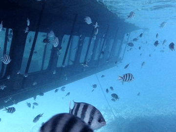 Semi-Submarine Coral Reef Tour in Hurghada, Egypt