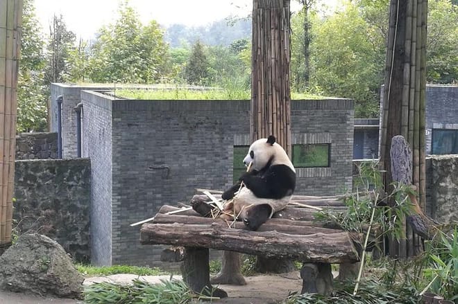 Private Day Tour to Chengdu Panda Base by Round-way Bullet Train from Xian photo 6