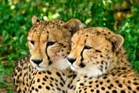 Emdoneni Wild Cat Sanctuary
