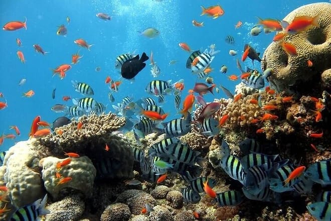 Semi Submarine Trip with Snorkeling &amp; Transfer - Sharm el sheikh