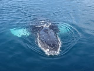 2.5-3 Hour Private Whale Watching on a yacht in Reykjavík, photo 15