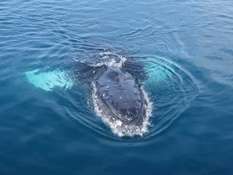 2.5-3 Hour Private Whale Watching on a yacht in Reykjavík, photo 15