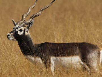 Blackbuck Safari and Wildlife Tour in Velavadar from Rajkot